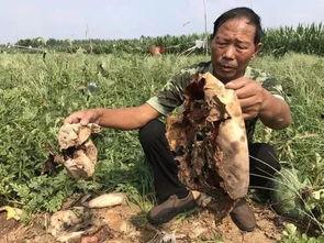 临淄吃瓜打架案件,一场网络围观下的现实冲突