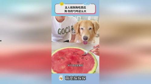 小狗可以吃瓜了吗,小狗可以吃瓜了吗？