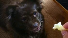 认真吃瓜的狗子,揭秘娱乐圈那些“吃瓜”背后的真相