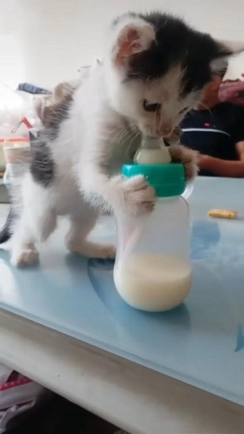 小猫和主人抱瓜吃,小猫与主人共享抱瓜美食时光
