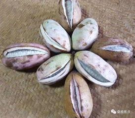 桑植县吃瓜,瓜果飘香,品味田园生活