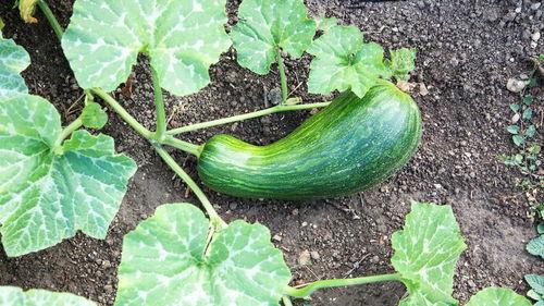 吃瓠瓜会生男孩吗,传统说法的科学解读