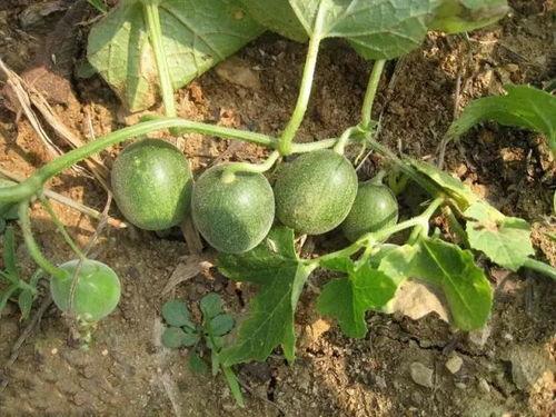 桓台最近吃的啥瓜,品味最新时令美味