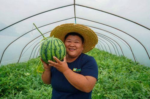 掰瓜怎么吃,一招“掰瓜”解锁美味新境界
