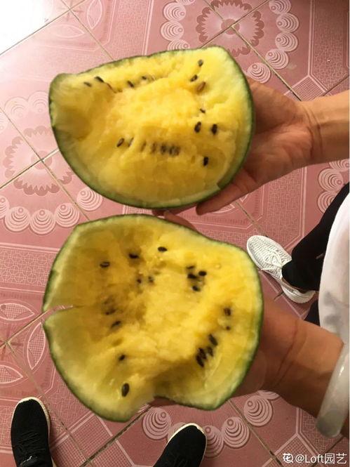 一岁吃蜜瓜,蜜瓜之旅开启