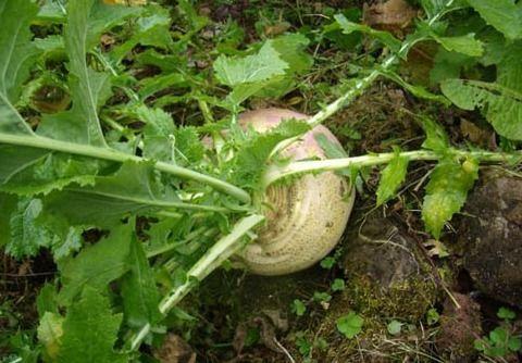 郑州年轻人吃瓜,吃瓜文化下的生活态度探析