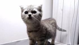 爱笑的吃瓜喵,爱笑的吃瓜喵的欢乐生活记