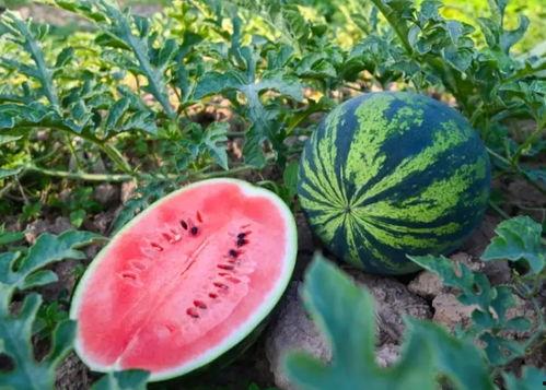 吃瓜过夏天,吃瓜解暑，畅享清凉一夏