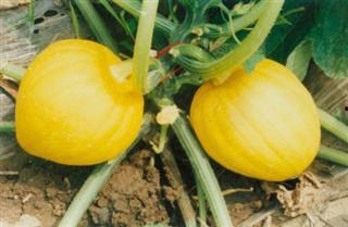 栗瓜怎样吃,从家常到创意料理