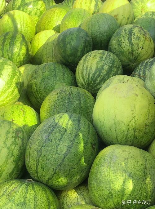 喝醉吃籽瓜,揭秘喝醉吃籽瓜的独特体验