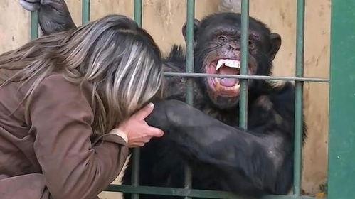 女人吃瓜变成猩猩,揭秘女性神秘异变之谜