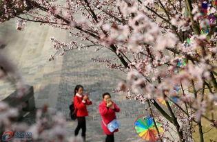 春棠晚,绽放的春日花事，浪漫时光里的诗意邂逅